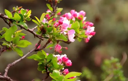 为什么花卉会生蜜虫-花生蜜虫的处理方法有哪些