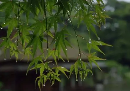 2022年北方有梅雨季节吗-南方叫梅雨北方叫什么