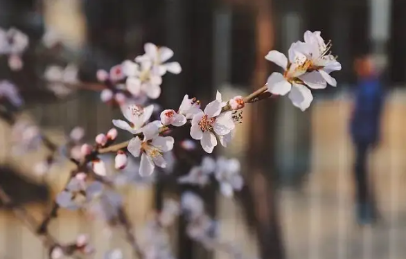 清明节上坟在哪边挖土-清明节上坟取土哪个方位