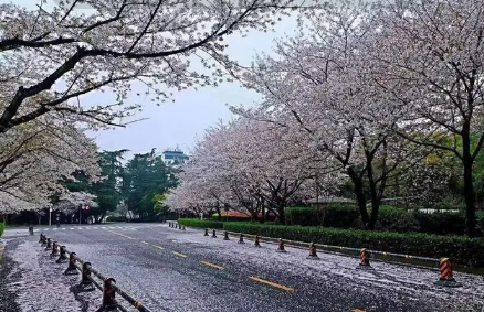 2022年武大樱花5月份还有吗-武大樱花几月开几月凋谢