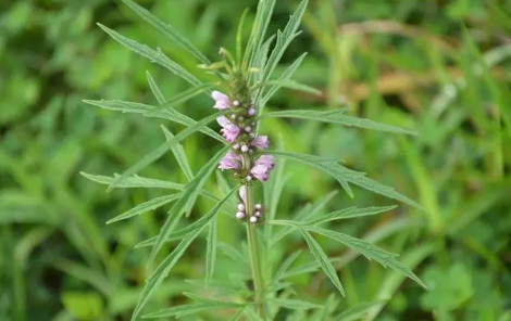 益母草的作用及功效有哪些-益母草什么时候喝最好