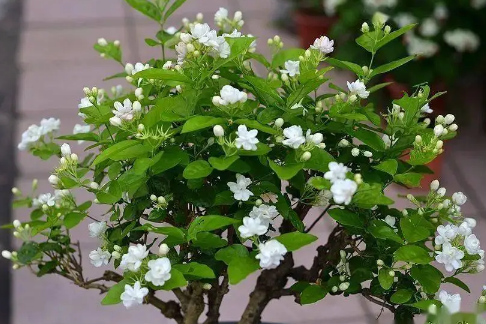 茉莉花的养殖方法和注意事项有哪些-茉莉花怎么样比较好