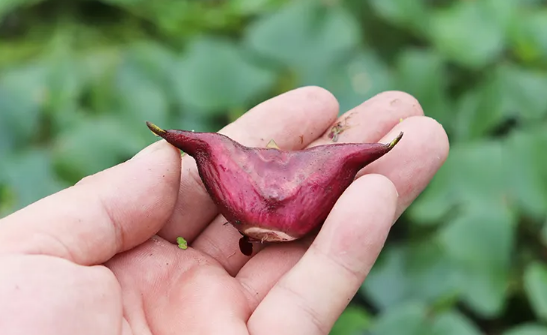 菱角嫩的时候能炒菜吃吗-菱角嫩的时候可以煮着吃吗