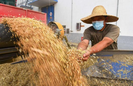 2022粮食补贴多少钱一亩-​粮食补贴一年发放几次