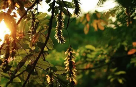 秋老虎是夏秋之交吗-今年有没有秋老虎