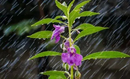 出嫁下大雨好不好-出嫁那天下大雨预示着什么