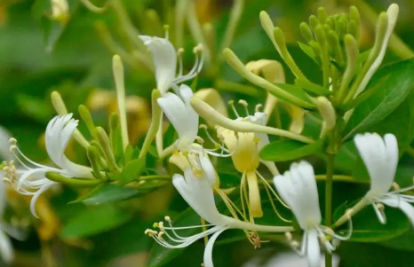 金银花怎么烘干-金银花烘干前要洗吗