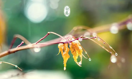 白露节气吃什么养生-白露节气煲什么汤滋补