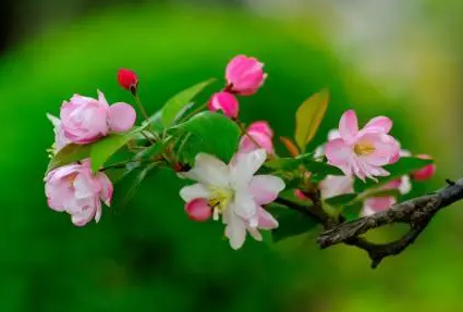 海棠花枝头枯萎是怎么回事-海棠花枝头枯萎怎么解决