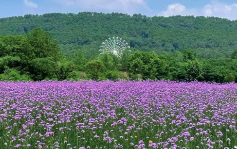 武汉光谷马鞭草花海在哪里-光谷马鞭草花海门票贵不贵