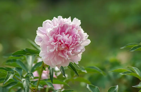 芍药花长什么样子是什么颜色-芍药花图片大全高清最新