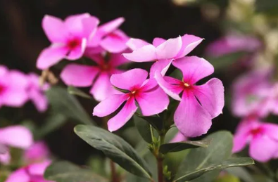 长春花的花瓣是不是有毒-长春花可以在卧室养护吗