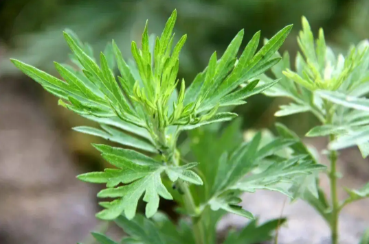 野艾蒿的功效与作用-野艾蒿的吃法与做法