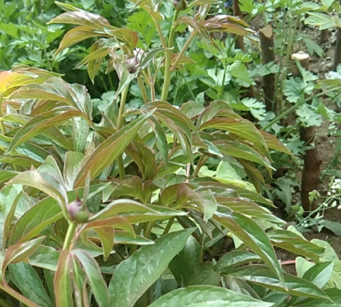 芍药花长什么样子是什么颜色-芍药花图片大全高清最新