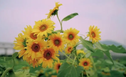 2022考送花一举夺魁要几朵向日葵-高考第几天送向日葵好