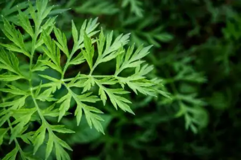 艾草红杆的与白杆的哪个更好-红杆艾草和白杆艾草有什么区别