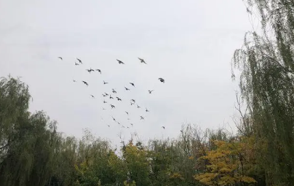 孤鸾年结婚好不好-什么叫做孤鸾年