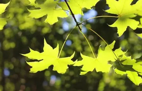 秋老虎是夏秋之交吗-今年有没有秋老虎