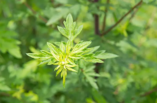 艾草杆子和艾草叶子哪个效果好-艾草叶子好还是杆子药效好