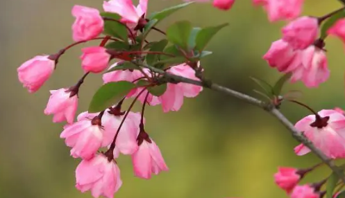 海棠花枝头枯萎是怎么回事-海棠花枝头枯萎怎么解决