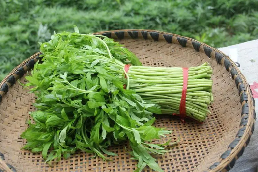 芦蒿和茼蒿有什么区别-芦蒿和茼蒿是一种东西吗