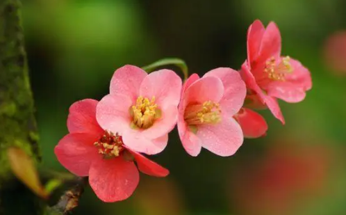 海棠花几月开-海棠花一年四季都开花吗