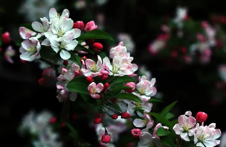 海棠花几月开-海棠花一年四季都开花吗