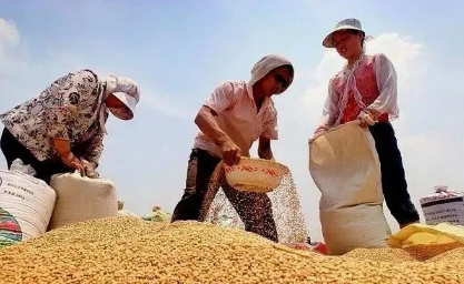 小麦是霜降之前种还是之后-今年霜降种麦可以吗