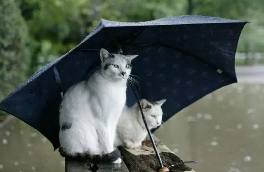 2022三亚8月份雨水多吗-三亚8月份下雨会影响旅游吗