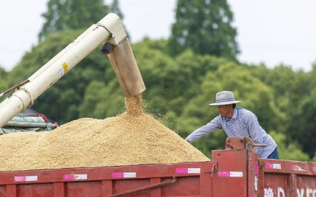 2022粮食补贴多少钱一亩-​粮食补贴一年发放几次