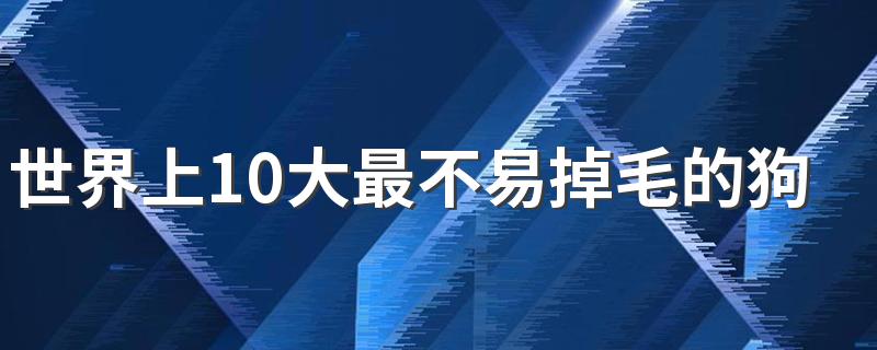 世界上10大最不易掉毛的狗狗 不易掉毛的狗狗排行榜