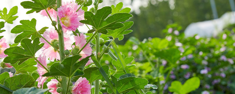 蜀葵7月份可以种吗