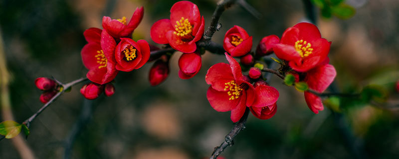 丽格海棠一年开几次花