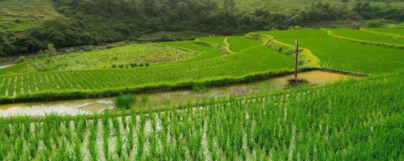 基本农田可以种果树吗