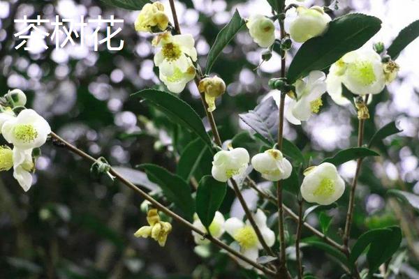 茶树和茶花的区别