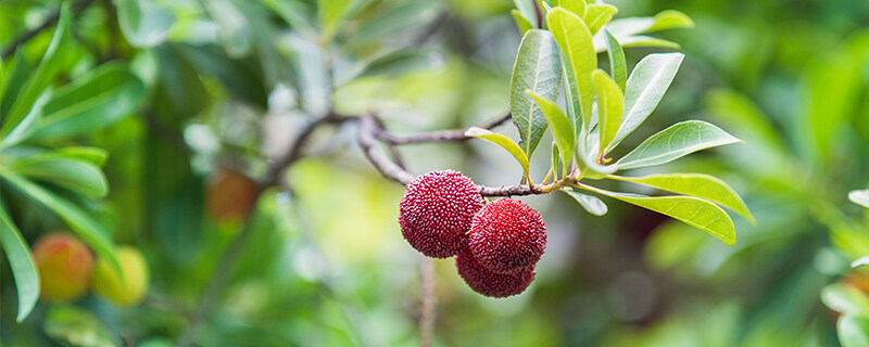 杨梅种植条件和区域