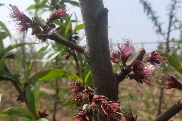 桃树花芽和叶芽的区别