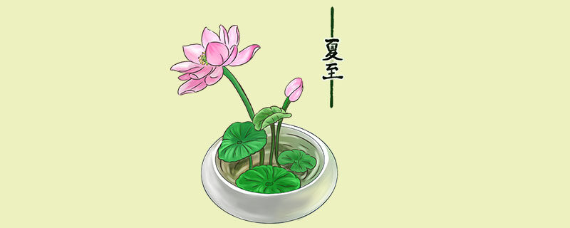 碗莲种植需要泥土吗