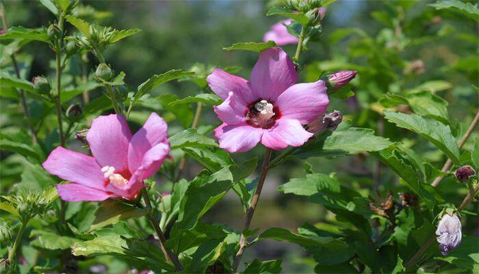 芙蓉花几月份开花