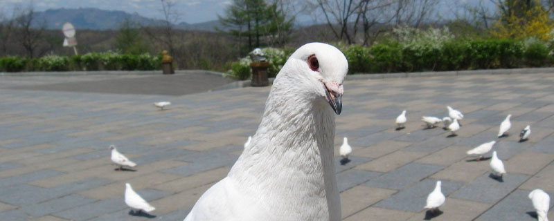 鸽子眼睛流泪治疗方法