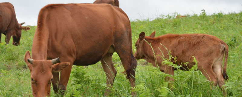 肉牛围栏散养技术