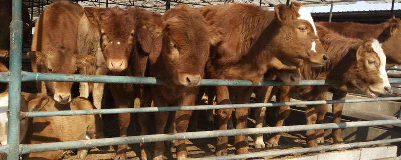 肉牛不吃精料怎么办