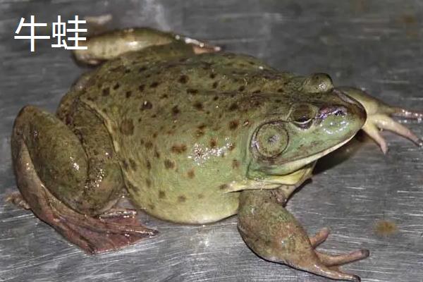 牛蛙跟石蛙的区别