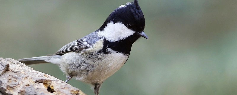 贝子鸟怎么分公母