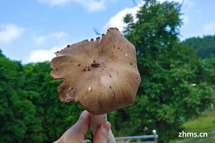 鸡枞菌怎么吃