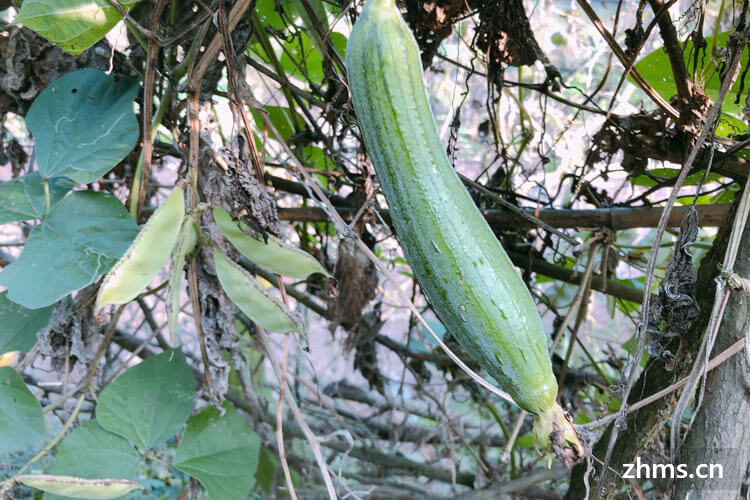 丝瓜是什么季节的菜