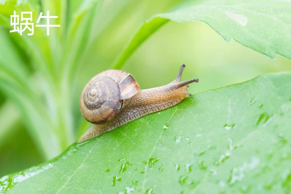 蚯蚓和蜗牛的相同点和不同点