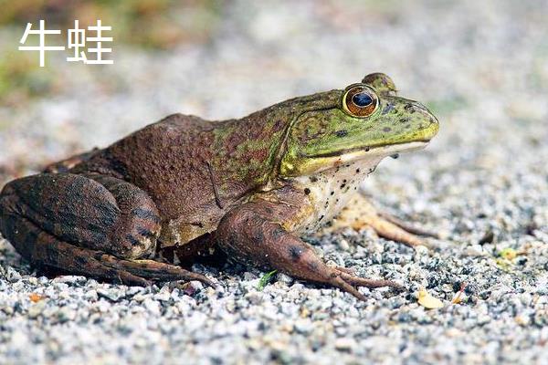 牛蛙跟石蛙的区别