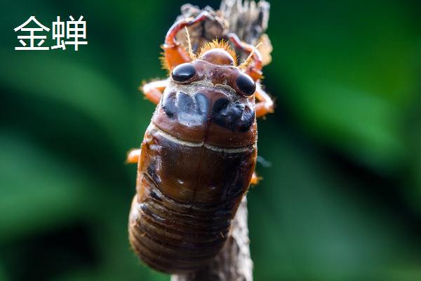 金蝉和貔貅有什么区别