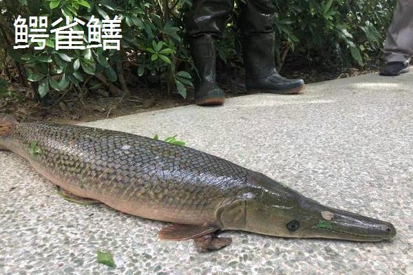 鸭嘴鱼和鳄雀鳝的区别